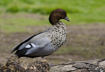 Australian Wood Duck
