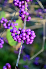 Pięknotka Bodiniera - Callicarpa bodinieri © bnorbert3