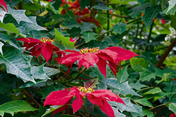 Weihnachtsstern Strauch - Euphorbia pulcherrima - Südamerika