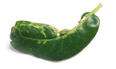 Signs of insect feeding on the leaf rhododendron - obrazy, fototapety, plakaty