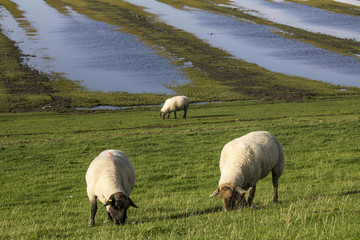 Schafe in den Salzwiesen