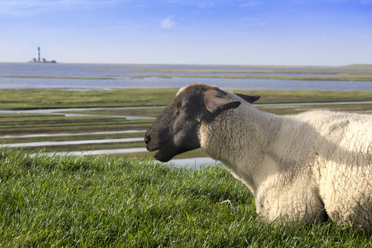Schaf in den Salzwiesen mit Leuchtturm