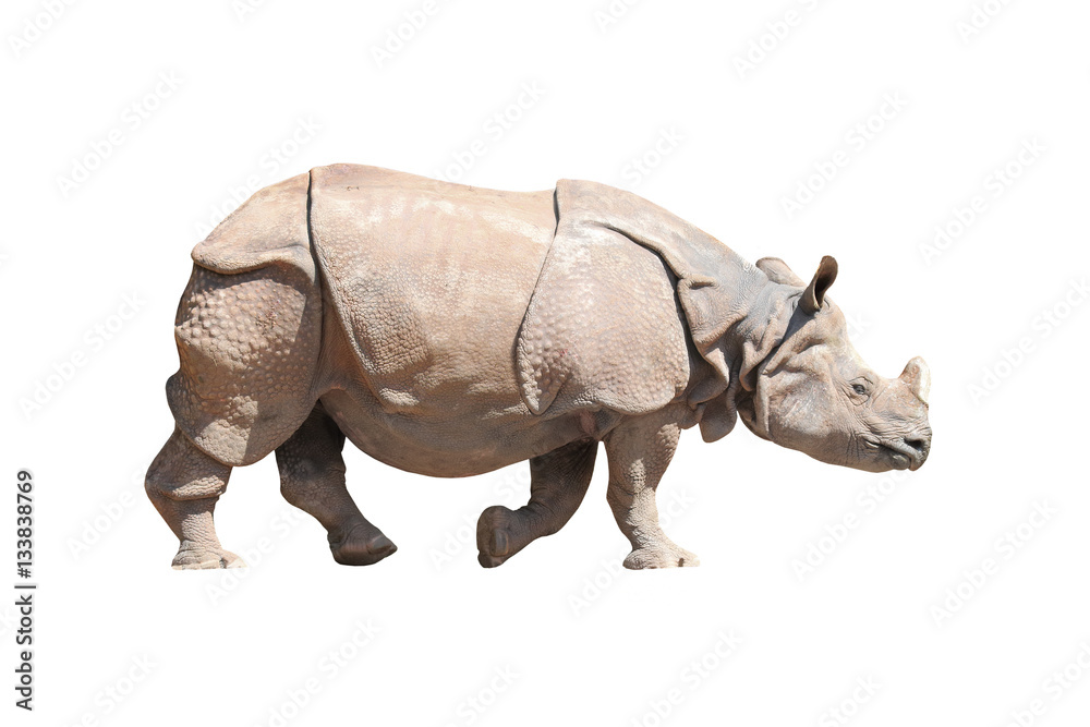 Wall mural the indian rhinoceros (rhinoceros unicornis). animals isolated on white background. object with clip