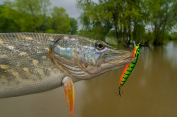 Pike above water