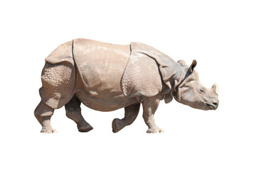 Le rhinocéros indien (Rhinoceros unicornis). Animaux isolés sur fond blanc. Objet avec chemin de détourage.