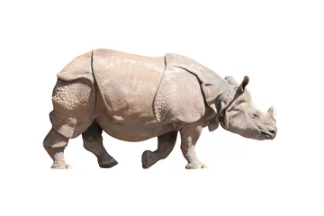 Crédence de cuisine en verre imprimé Rhinocéros Le rhinocéros indien (Rhinoceros unicornis). Animaux isolés sur fond blanc. Objet avec chemin de détourage.