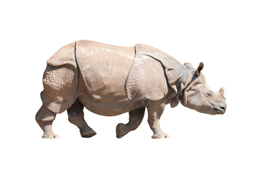 The Indian Rhinoceros (Rhinoceros unicornis). Animals isolated on white background. Object with clipping path. 