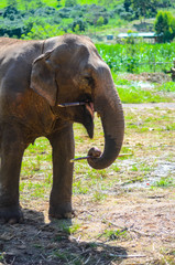 Fototapeta na wymiar Dem Elefant ganz nah, Thailand