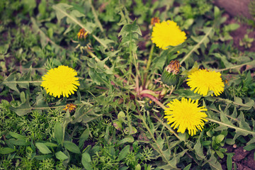 Blooming dandelion in bright green grass spring background. Gree