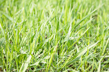 Bright green grass background spring. Green grass background tex