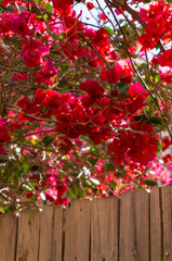 Blooming red flowers with wooden fence