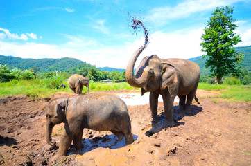 Obraz premium Elefanten spielen in einer Schlammpfütze