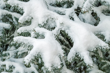Snow on spruce