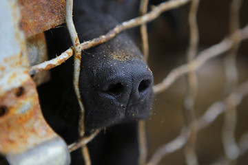 Abandoned dog in the kennel,homeless dog behind bars in an animal shelter.Sad looking dog behind the fence looking out through the wire of his cage/Animal shelter.Boarding home for dogs