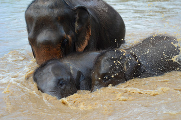 Baby Elefanten schwimmen mit Mutter im Fluss in Thailand