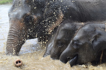 Baby Elefanten schwimmen mit Mutter im Fluss in Thailand