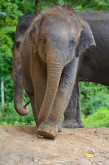 Fototapeta na wymiar Kleiner Baby Elefant auf Wanderschaft in Thailand 