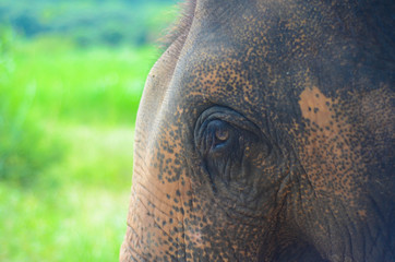Dem Elefant ganz nah, Thailand
