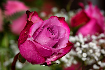 Beautiful rose. Drops of water on the rose.