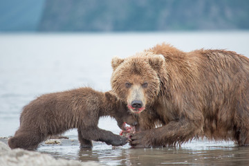 Fototapeta na wymiar Mama bear and her cubs
