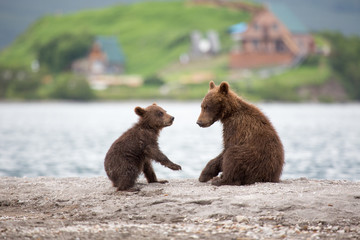 Small cubs playing on the lake