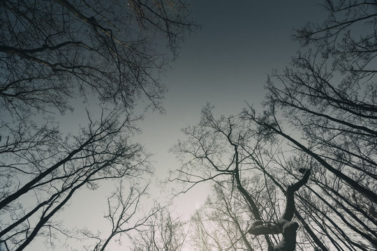 Looking up of trees - vintage style effect picture