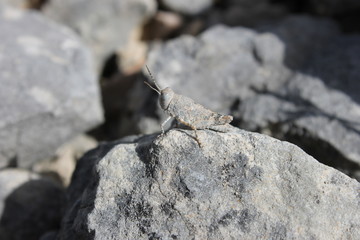 saltamontes