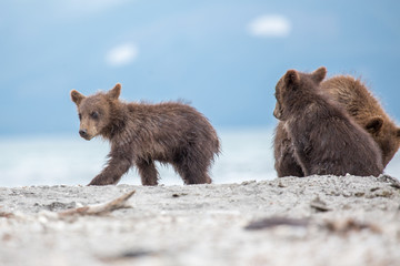 Obraz premium Small cubs playing on the lake