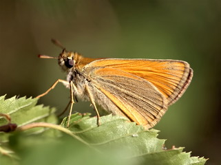 Macro shot. beautiful butterfly on green leaf on gtreen-brown blurred background