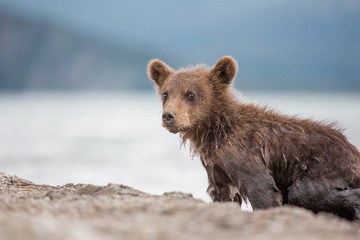 Obraz premium Little bear cub is on the lake