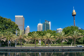 Fototapeta na wymiar Sydney skyline with palm trees on foreground