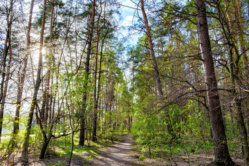 Tall old trees and mixed deciduous-coniferous city park in spring, Irpen, Ukraine