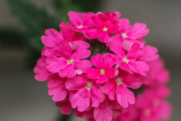 Fotografía macro de flor de color violeta, rosa, magenta, rojo, lila, en el pirineo aragonés por...