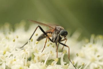 foto macro de un insecto posado sobre una flor o planta en el pirineo aragonés en verano