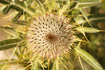 Planta del pirineo aragonés probablemente cardo. Fotografía macro y geométrica del centro de la planta