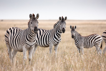 Migratie van zebra& 39 s in Makgadikgadi Pans National Park - Botswana