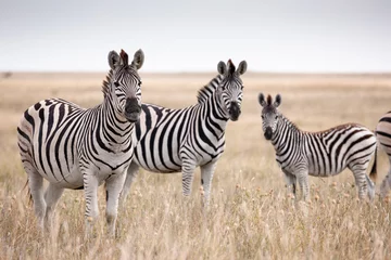 Fotobehang Woonkamer Migratie van zebra& 39 s in Makgadikgadi Pans National Park - Botswana