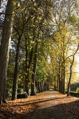 Obraz premium chemin de foret en automne