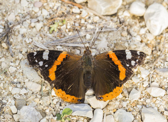 Fototapeta na wymiar beautiful orange butterfly resting on the floor