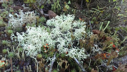 Green moss