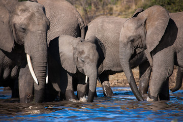 Fototapeta na wymiar Drinking elephants in Chobe river - Botswana
