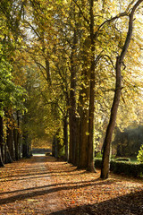 Naklejka premium chemin de foret en automne