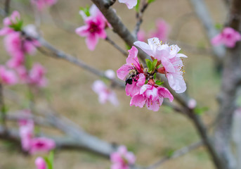 Bumble bee busy pollinating beautiful pink fruit tree blossoms.  Seasonal springtime activity to collect nectar and transfer pollen in the fruit tree orchard.