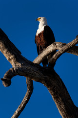 Eagle on tree in Chobe NP - Botswana