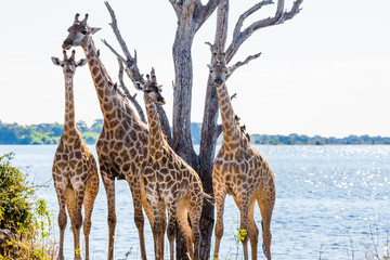 Giraffe family - Chobe NP - Botswana
