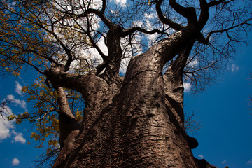 Baines baobab from Nxai Pan National Park - Botswana