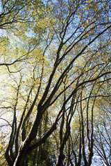 canopée d'arbres en automne