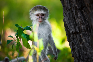 Guenon monkey - Moremi NP - Botswana