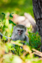 Guenon monkey - Moremi NP - Botswana