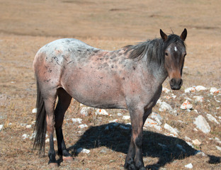 Red Roan mare wild horse in the Pryor Mountain Wild Horse Range in Montana USA